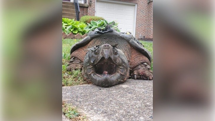 alligator snapping turtle