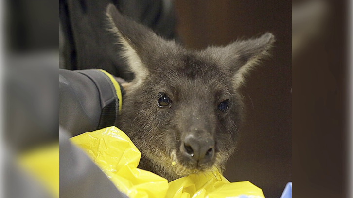 Wally the Wallaroo receiving treatment in the operating room at Bridgeview Animal Hospital in Peru after being rescued from the Illinois River