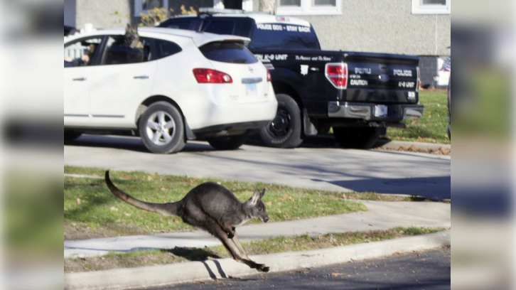 Wally the Wallaroo running past a Peru, Ill. police truck Wednesday after escaping from his owner