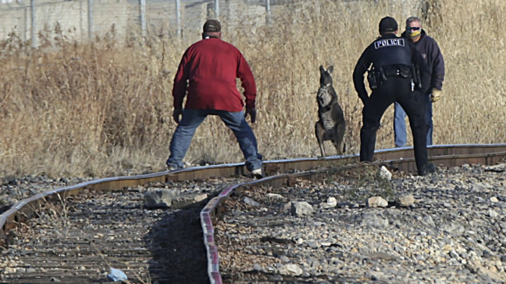 Peru police officers and other volunteers trying to corner Wally the Wallaroo on train tracks behind Maze Lumber in Peru, Ill.