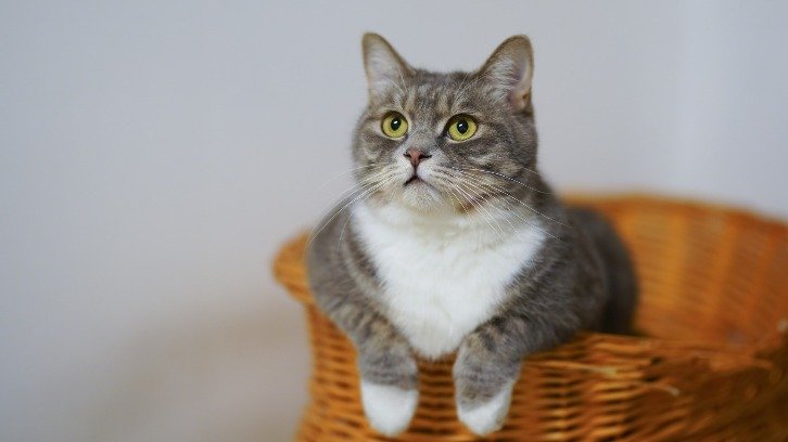 white and gray cat in brown woven basket