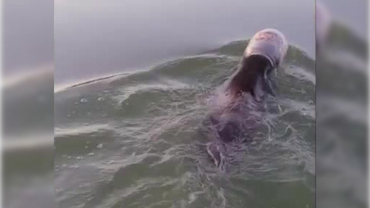 young bear swimming in Wisconsin lake with its head stuck in a plastic tub